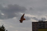 dsc_0407.jpg